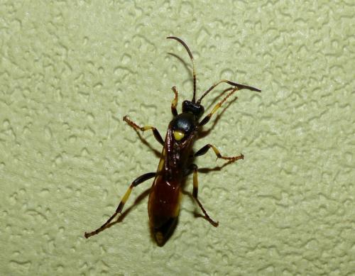 Réf. 242 473 : Ichneumon stramentor